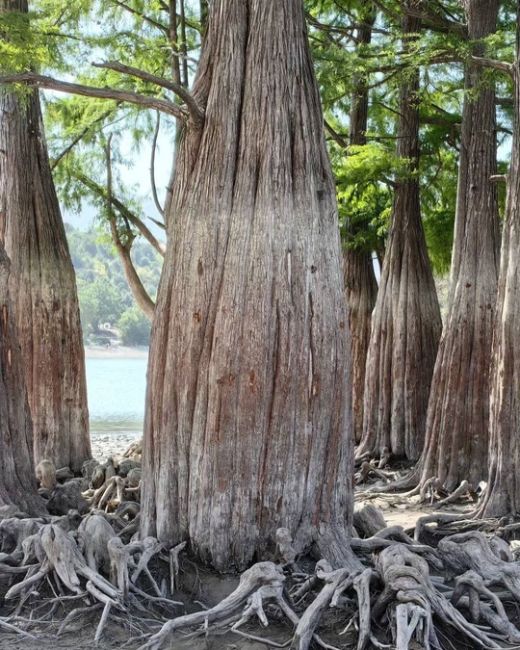 Сентябрь на Кипарисовом озере 🌳  Фото..