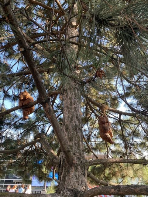 На набережной поселились мишки 😍🐻  За фото спасибо нашей..