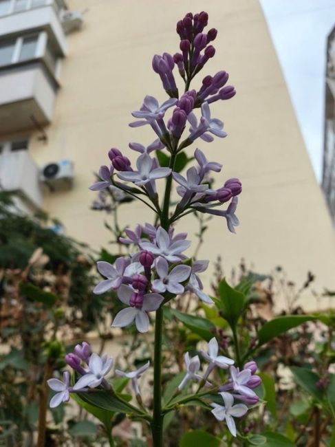 🌸В Армавире второй раз за год расцвела сирень.  Цветущими кадрами местные жители поделились в..