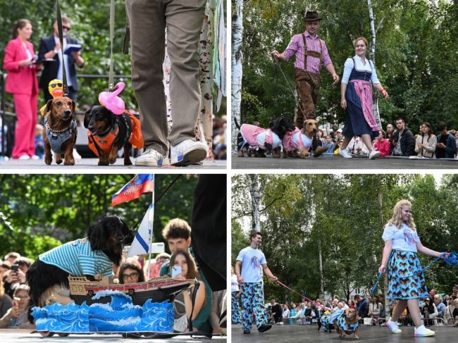 Ежегодное шествие петербуржцев с таксами в ярких костюмах прошло 1 сентября в Шкиперском саду на..