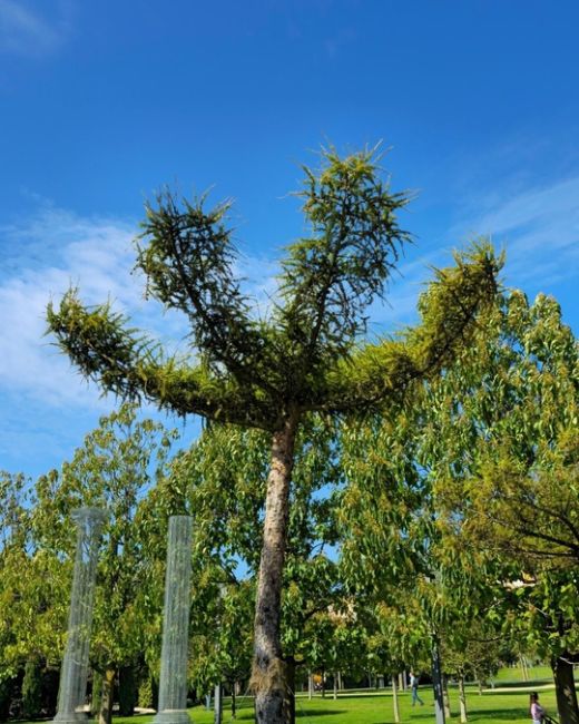 Новые деревья Лиственницы были высажены возле Абстракты 🌳🏛  ✍️ Лиственница — уникальное хвойное дерево:..