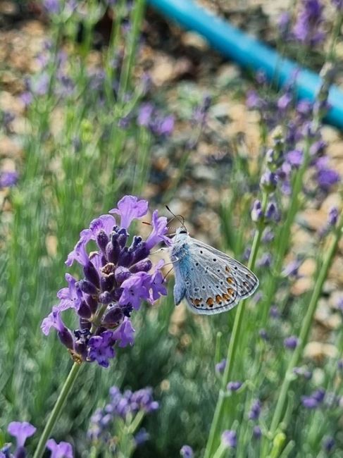 Бабочки в станице Васюринская 🦋  Фото от..