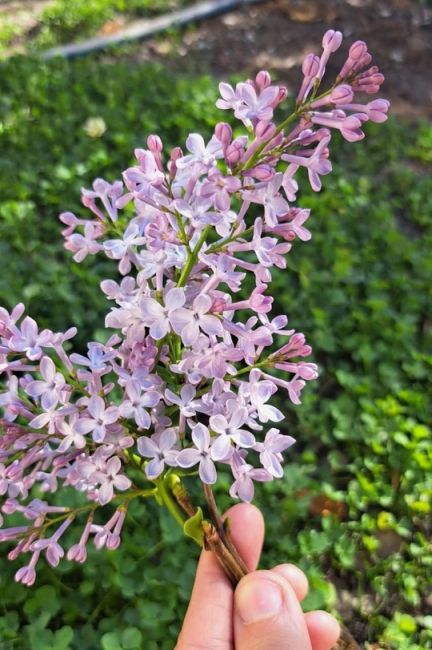 🌸В Армавире второй раз за год расцвела сирень.  Цветущими кадрами местные жители поделились в..