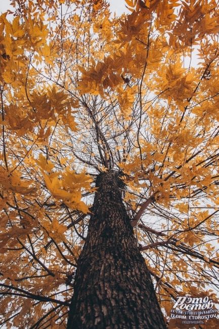 Скоро в Ростове 🍂  Фото: Артём..