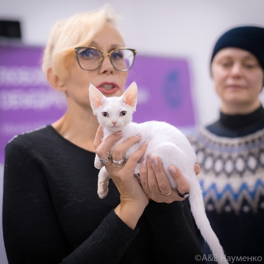 Уникальное событие в Москве! «Юбилейное Шоу Кошек»! Приходите 07-08 сентября 2024г. в Торговый Центр «РМ», рядом с..