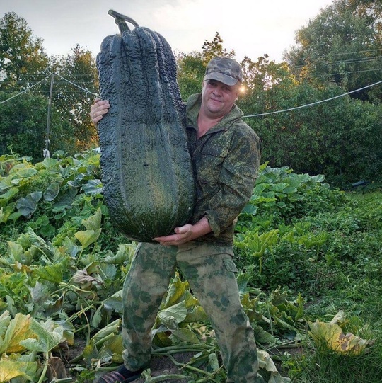 Гигантскими тыквами уже мало кого удивишь, а как насчет гиганстких кабачков?  В подмосковных Луховицах..