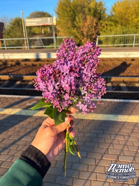 💜 Сирень зацвела в Ростове в конце..