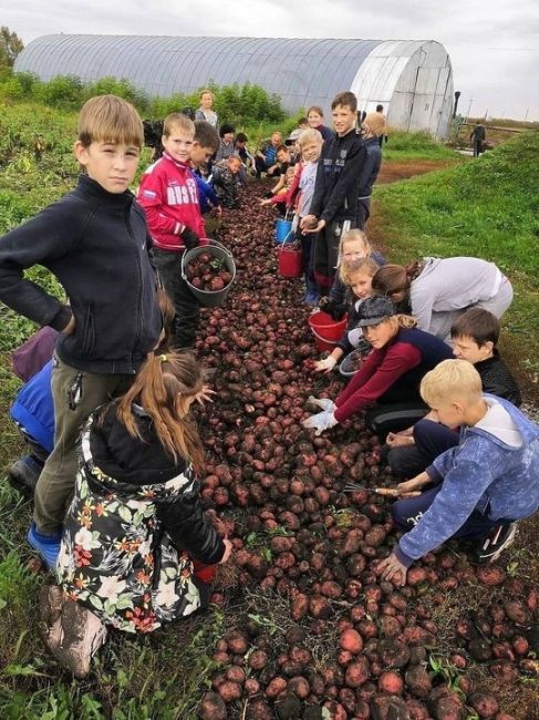 🥔 Школьников и студентов предложили привлечь к осенним сельхозработам  С такой инициативой выступила..