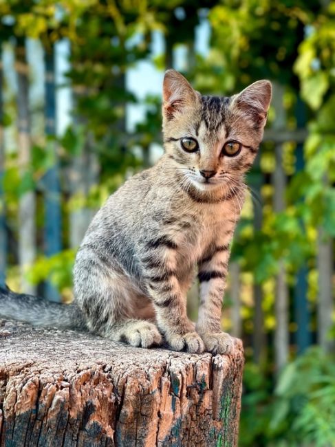 От подписчицы: ⚠️Важно! Ростовская область 
Маленькие кошечки с тяжелой судьбой которые были жестоко..