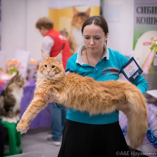 Уникальное событие в Москве! «Юбилейное Шоу Кошек»! Приходите 07-08 сентября 2024г. в Торговый Центр «РМ», рядом с..