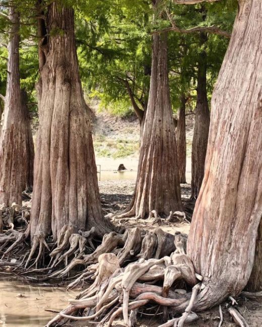 Сентябрь на Кипарисовом озере 🌳  Фото..