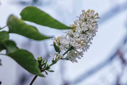 🗣Сентябрь решил, что он весна — на улице Студëная расцвела сирень. 🌸 
Фото: Ирина..