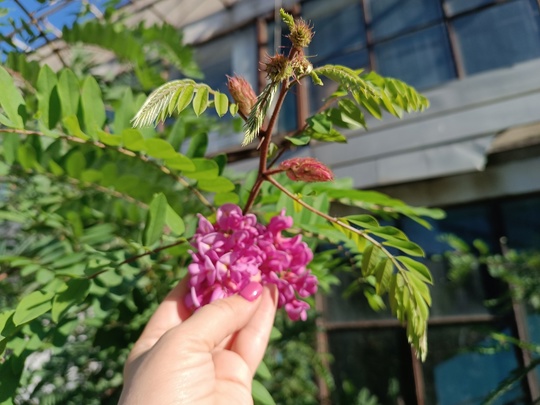 💜 Сирень зацвела в Ростове в конце..