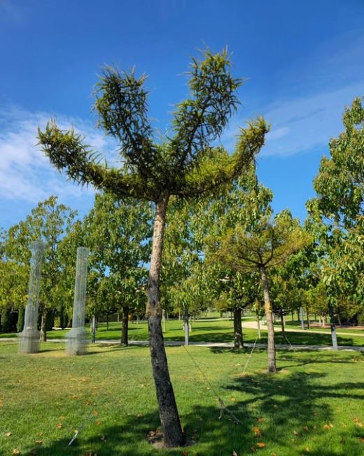 Новые деревья Лиственницы были высажены возле Абстракты 🌳🏛  ✍️ Лиственница — уникальное хвойное дерево:..