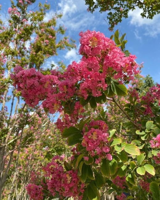 Цветы уходящего лета!
🌺🥰🪷
Яркие, красивые, разноцветные!
🎨🌷🌻
Фото:..