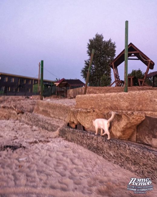 🐈 Амбассадор Таганрогского залива. Очень скромный пушистик. Спросили имя, мимоходом бросил "мяв", мол, не..