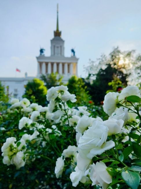 Розы на ВДНХ  Фото: Елена..