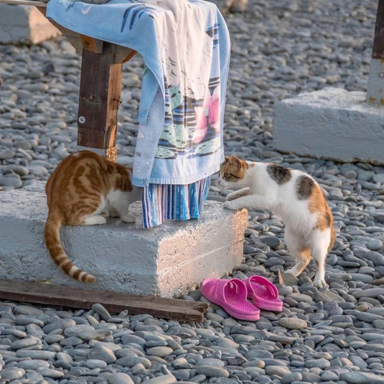 Котики на пляже Алексино!😻  Фото..