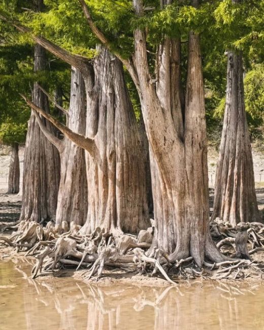 Сентябрь на Кипарисовом озере 🌳  Фото..