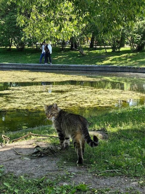 🐈 Мурчащий сад 
В Юсуповском саду обитает очень много котиков. Местные рыбаки кормят их выловленной свежей..