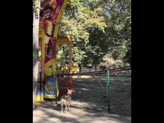 Первые выходные октября в Чистяковской роще ☀️🐿️  Фото..