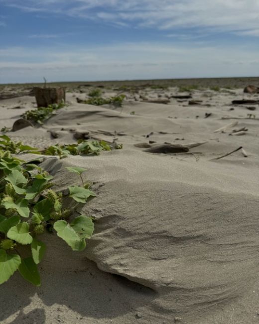 Пустыня Сахара скажете?!
Да нет.
Просто Краснодарское  водохранилище
(Кубанское море) сейчас так..