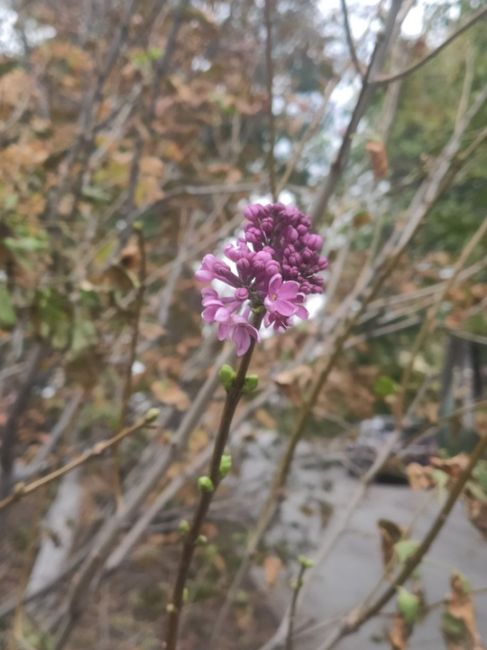 🌸 В Ростовской области зацвела сирень. На улице вроде прохладно, но комфортно для растений. Это..