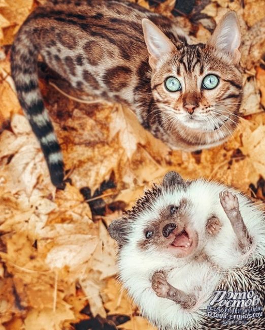 🍂🍁 Согревайте любимых..