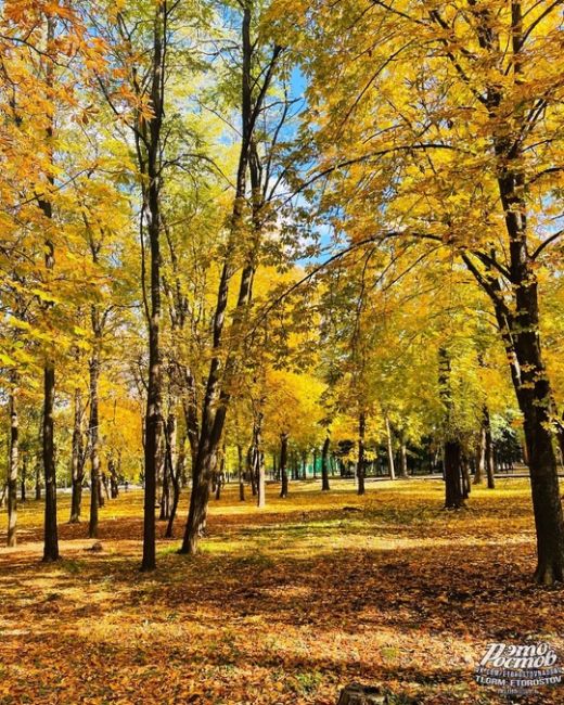 💛 Ростов пожелтел за несколько дней. Теперь на улицах..