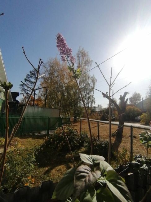 💙 Октябрь, ты точно осень? В городе внезапно зацвела сирень  Фотографиями в соцсетях делятся..