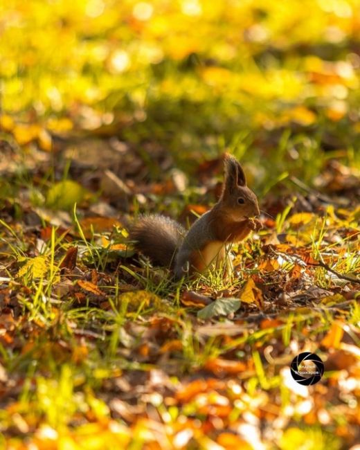 🐿Белочки в парке Северного речного вокзала.  Фото:..