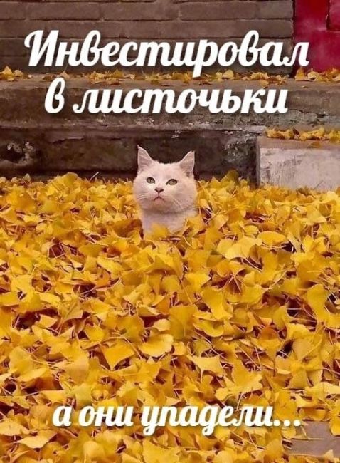 😼 Непревзойденный мастер..