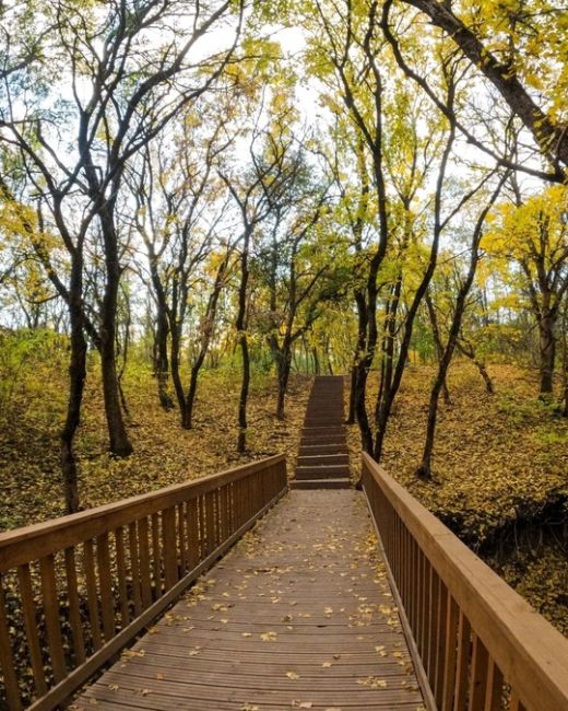 🍁 Золотая осень в парке Мухина балка в Аксае. 
фото: Роман..