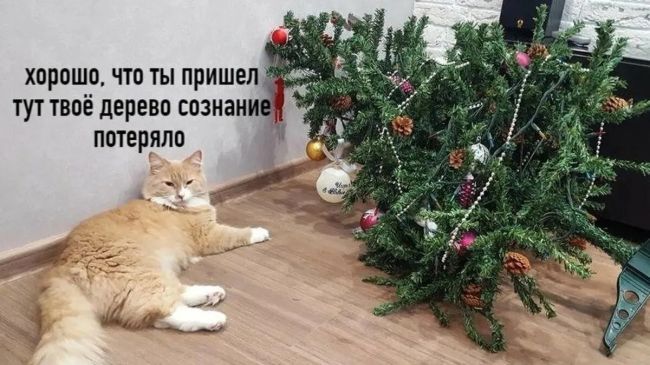 😼 Отдел по КОТролю..