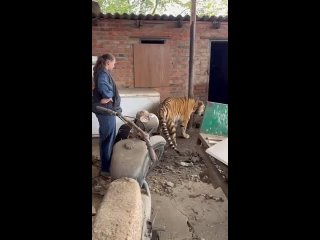 🐅Житель ст. Староминской держал у себя в сарае тигрицу в качестве домашнего животного  В 2021 году мужчина..