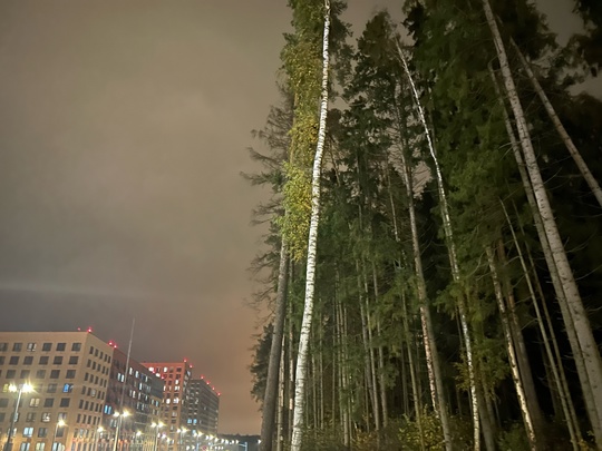 Сегодня ночью в Подмосковье можно было увидеть северное..