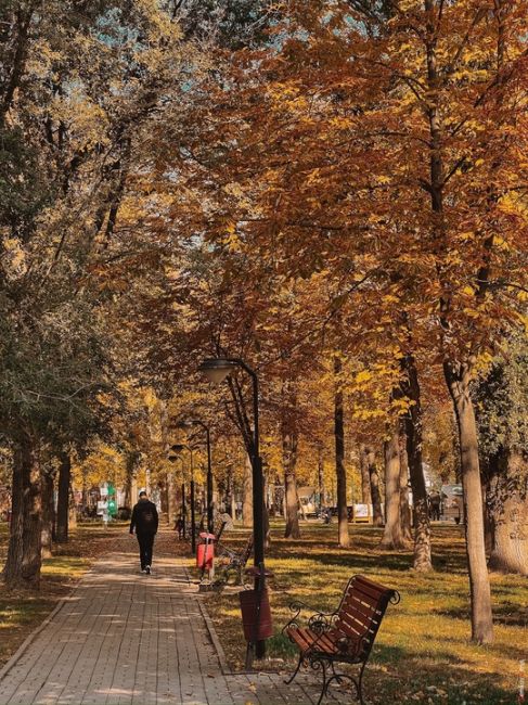 🍁 Редкая сухая ростовская осень.  Фото: Денис..