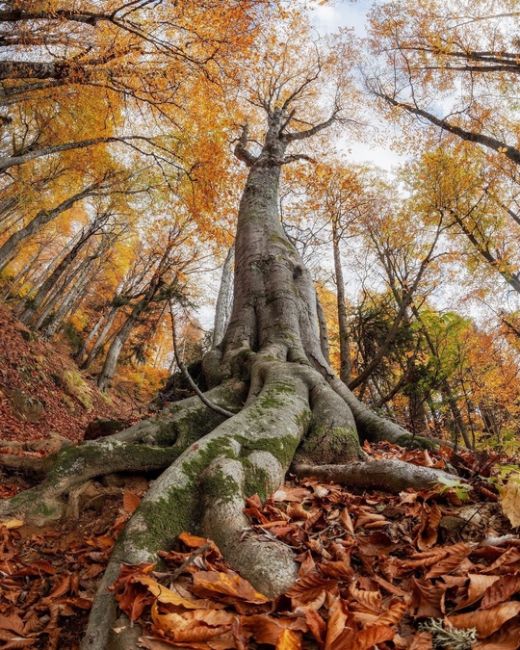 Осень в Красной Поляне 🍁  В данный момент всё окрасилось разными красками на высотах 1600-2000 м, а чуть ниже..