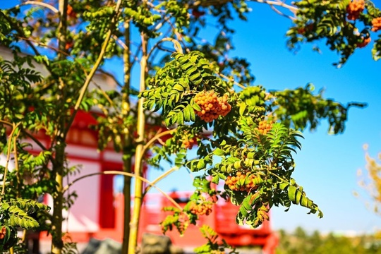 Доброго утра! ☀ Яркие детали осеннего Японского сада  🌳🏯⛩️  Фото: пресс-служба..