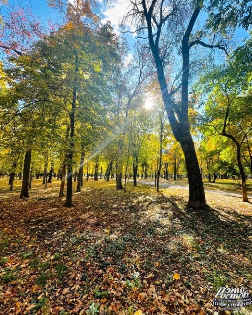 💛 Ростов пожелтел за несколько дней. Теперь на улицах..