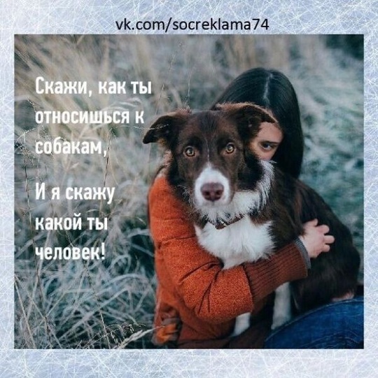 🐕 «Сегодня отравили нашу любимую бездомную собаку на Зорге, 33/6. Попытались спасти её, но собака не выжила 😢..