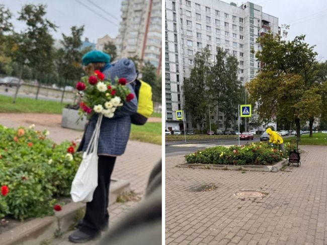 Жители Васильевского острова жалуются на пожилую женщину, которая регулярно обворовывает клумбы на улице..