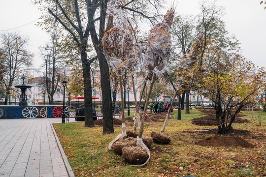 💙 На площади Минина скоро будет еще больше зелени — там высадили новые деревья.  Кроме того, липы высотой 4 м..