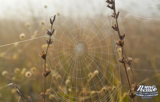 🕸 Утро туманное в Ростовской области..