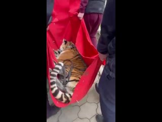 🐅Житель ст. Староминской держал у себя в сарае тигрицу в качестве домашнего животного  В 2021 году мужчина..