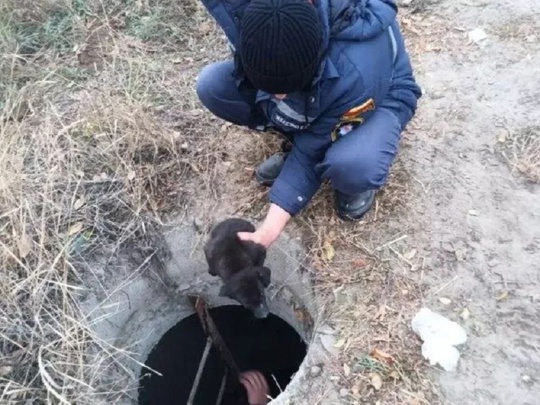 В Ростовской области спасли щенка, попавшего в водопроводный люк.  Инцидент произошел 15 октября в станице..