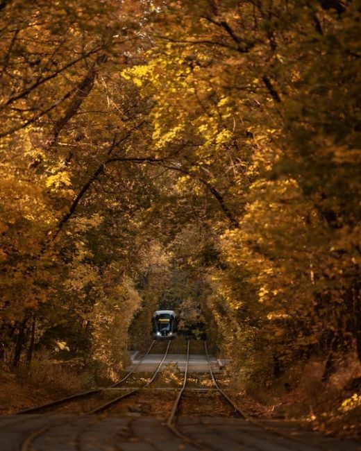 Осенние трамвайчики в Сокольниках.  Фото:..