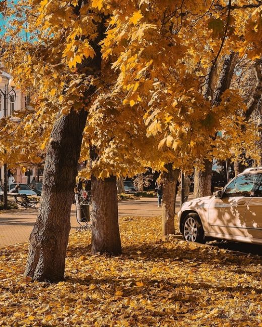 🍁🍂 Осень - это вторая весна, когда каждый лист - цветок.  Фото Дениса..