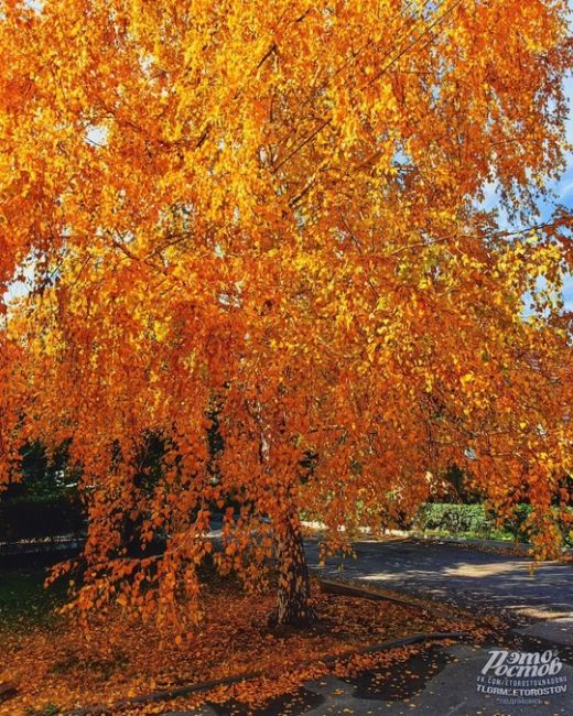 🍁😍 Золотая осень на Западном  Фото: Aлексей..