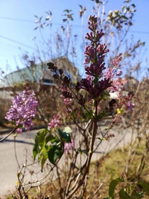 💙 Октябрь, ты точно осень? В городе внезапно зацвела сирень  Фотографиями в соцсетях делятся..